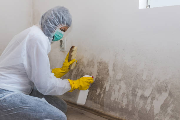 Best Attic Mold Removal  in Isle Of Hope, GA