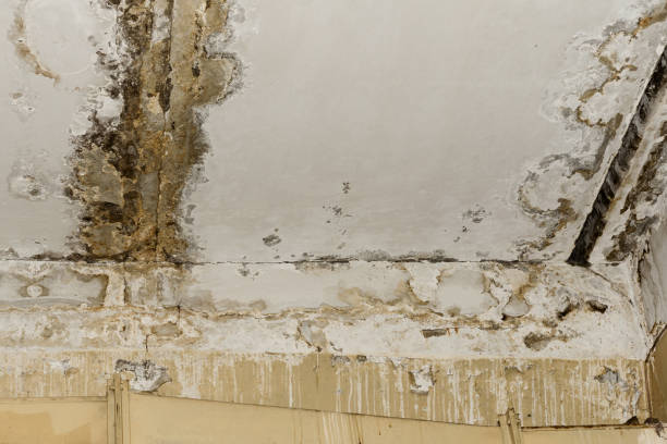 Best Forensic Mold Investigation  in Isle Of Hope, GA