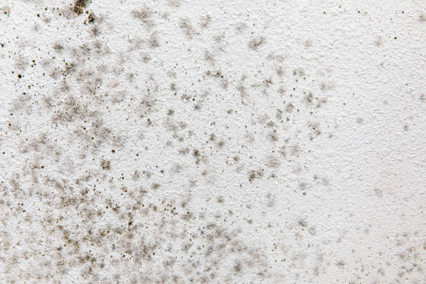 Best Real Estate Mold Inspection  in Isle Of Hope, GA